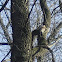 Northern Flicker