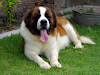 San Bernardo  Excelentes Cachorros Con Pedigree