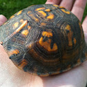 Eastern Box Turtle