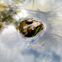 Green Frog