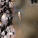 Mudskipper 