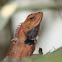 Oriental garden lizard