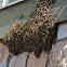 Honey Bee swarm