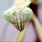 Preying Mantis