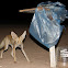 Ruppell's Sand Fox