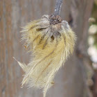 Clematis (seed head)