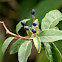 Viburnum