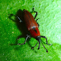 Red Weevil