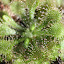 Planties%20010