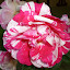 Scentimental Floribunda Rose