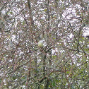 Dusky-capped Flycatcher