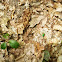 Six-spotted tiger beetle