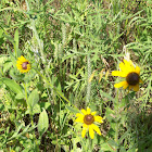Black-Eyed Susan