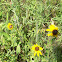 Black-Eyed Susan