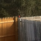 cardinal