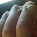 Goldenrod Crab Spider