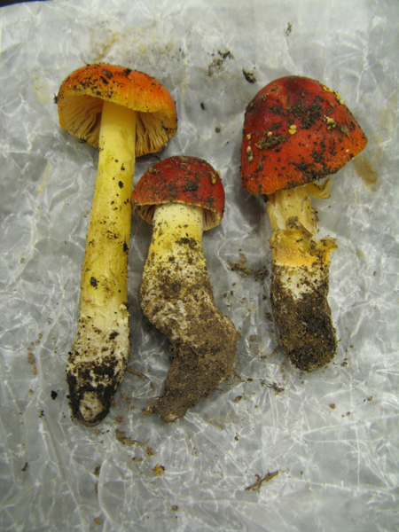 False Caesar's Mushroom