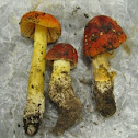 False Caesar's Mushroom