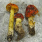False Caesar's Mushroom