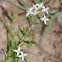 Bluet
