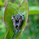 Agalenatea redii