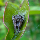 Agalenatea redii