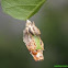 cocoon