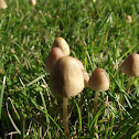 fungi