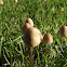 fungi