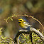 Townsend's Warbler