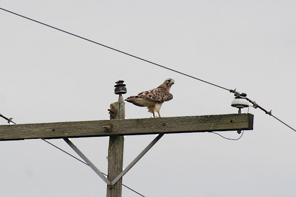 Spotting Image 1