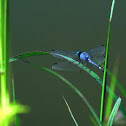 libélula azul