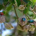 Hibiscus Harlequin Bug