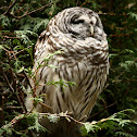 Barred Owl