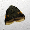 leaf hopper