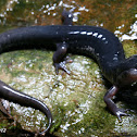 Red Legged x Chattahoochee Slimy Salamder