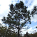 South Florida Slash Pine
