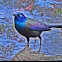 Common Grackle