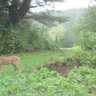 White-Tailed Deer