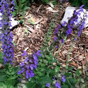 Wood Sage