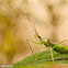 Assassin Bug