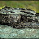Black Ratsnake - juvenile