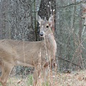White-tailed Deer