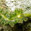 Sea Slug