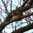 Eastern gray squirrel