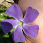 Dwarf Periwinkle