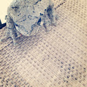 Gray/Cope's Gray Tree Frog