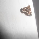 Beet Webworm moth