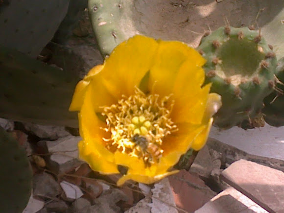 Spotting Image 1