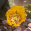 Opuntia